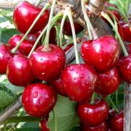 Саджанець Вишня колоновидна Восторг